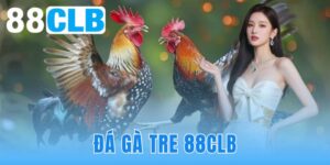 Đá Gà Tre 88CLB