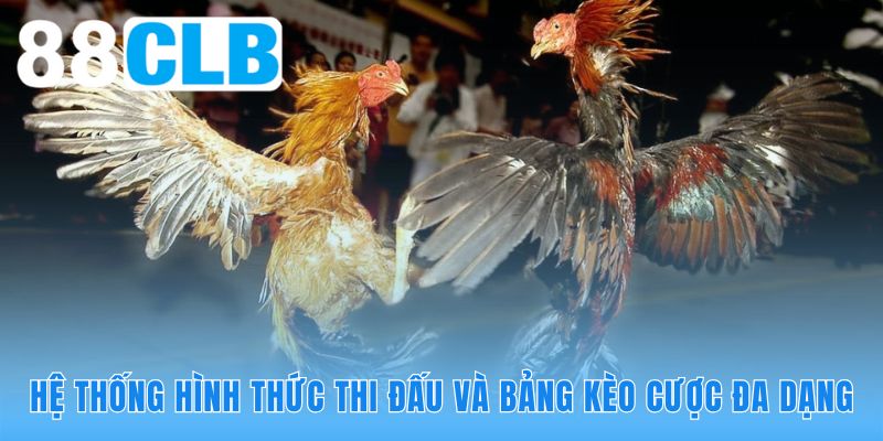 Đá gà Thomo 88CLB cung cấp kèo cược phong phú đầy kịch tính