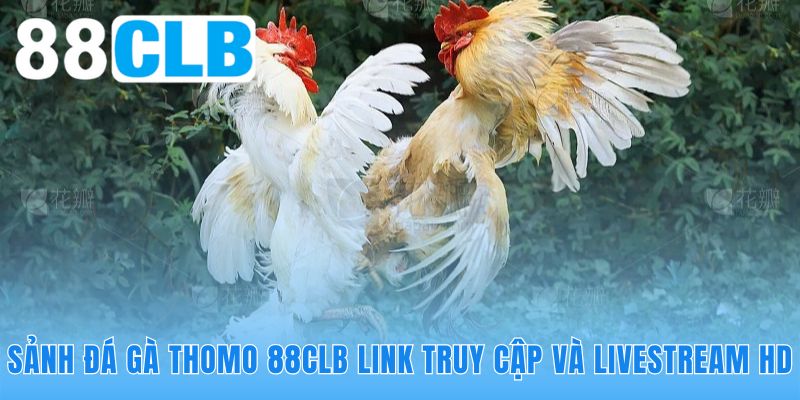 Công nghệ tối tân giúp đá gà Thomo 88CLB mượt mà sắc nét